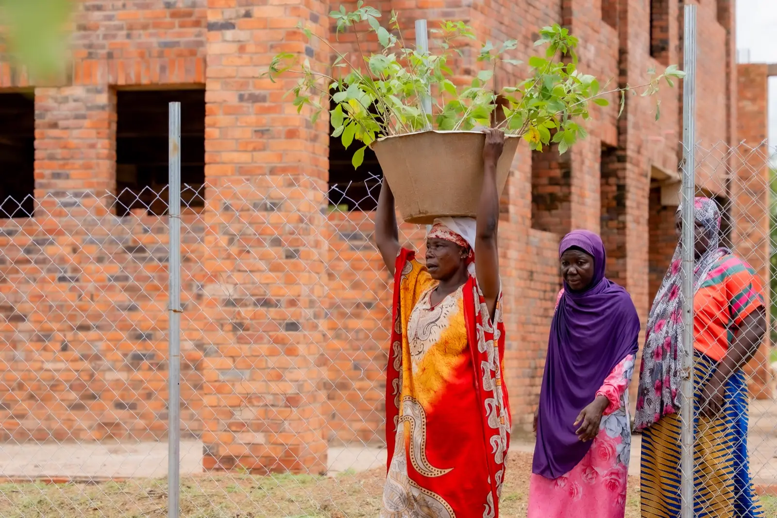 A woman carries a basin of seedlings past a brick wall