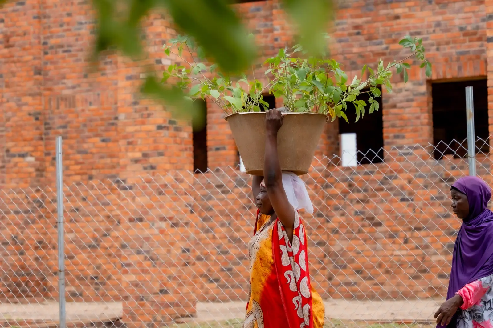 A woman carries a basin of seedlings on her head