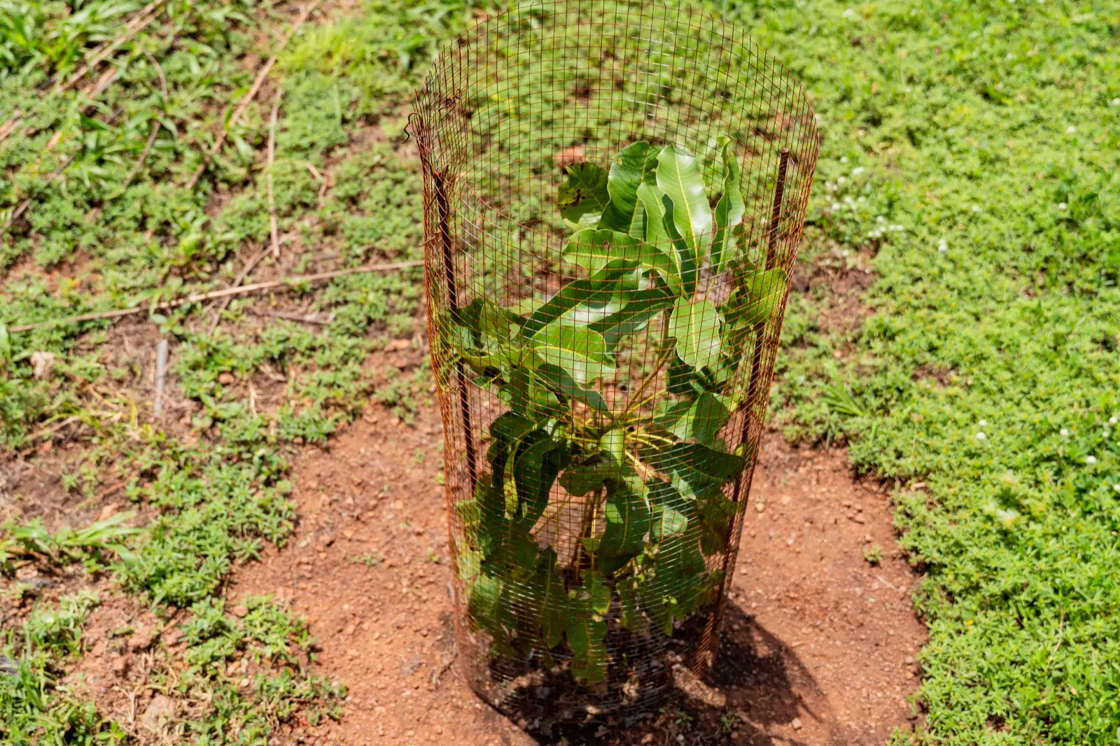 A young plant inside a protective cage