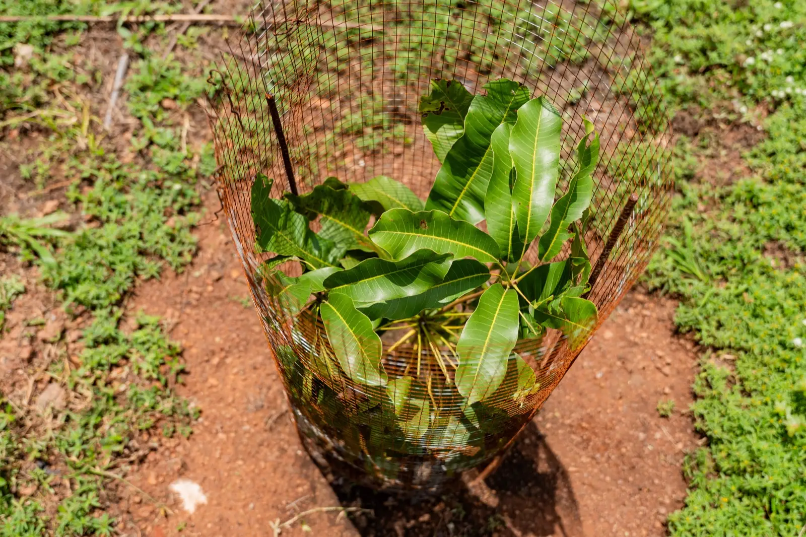 A young plant in a ring of fresh soil