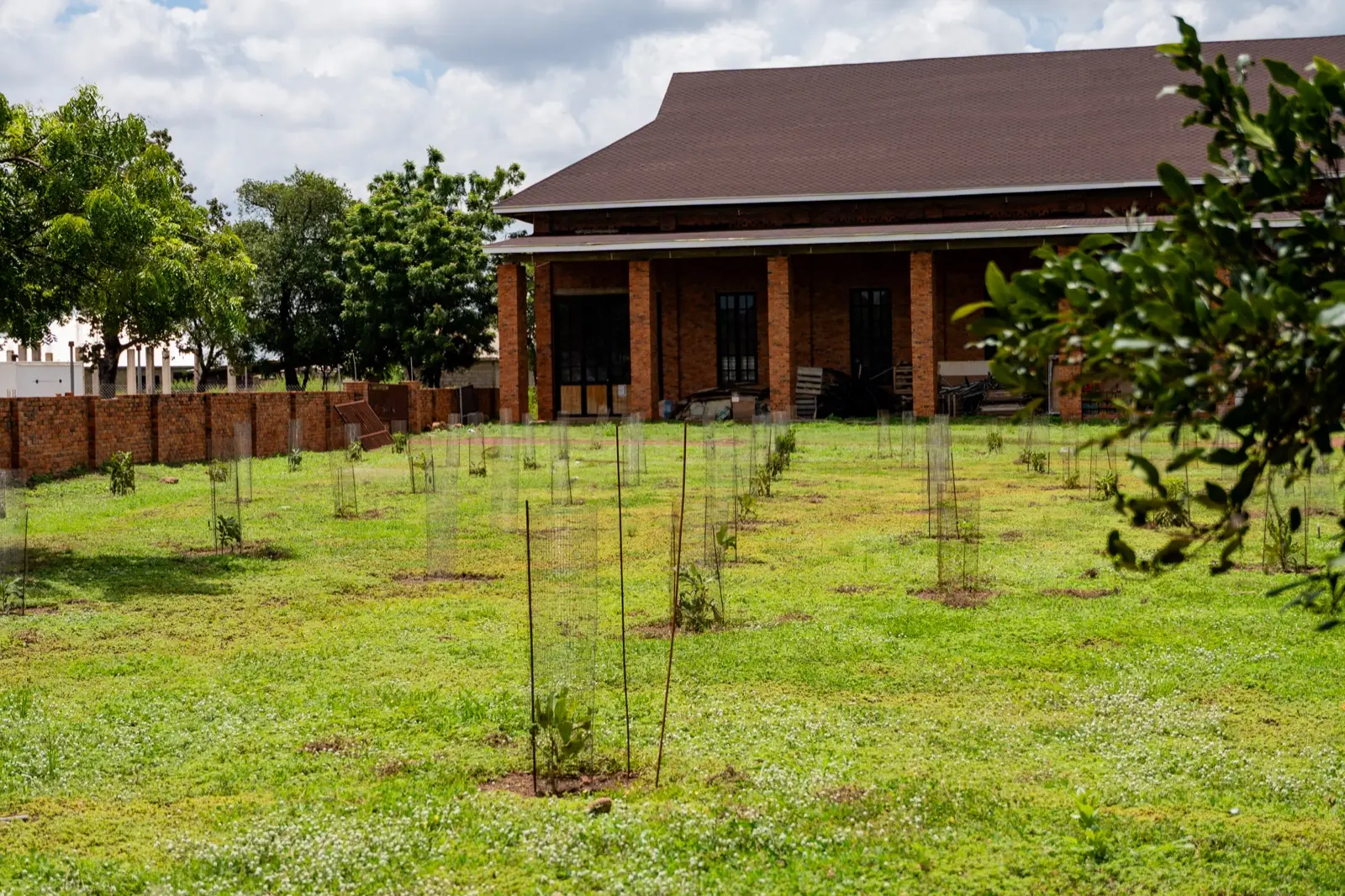 Rows of caged young trees in front of a long brick hall