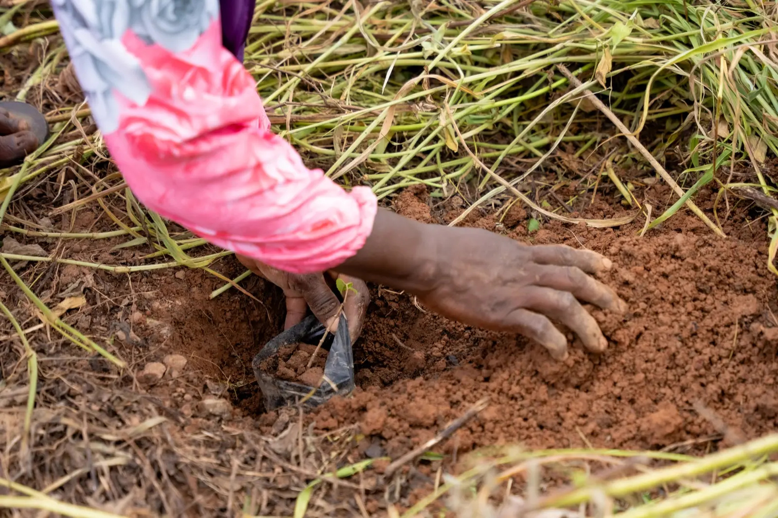 A hand presses soil around a seedling