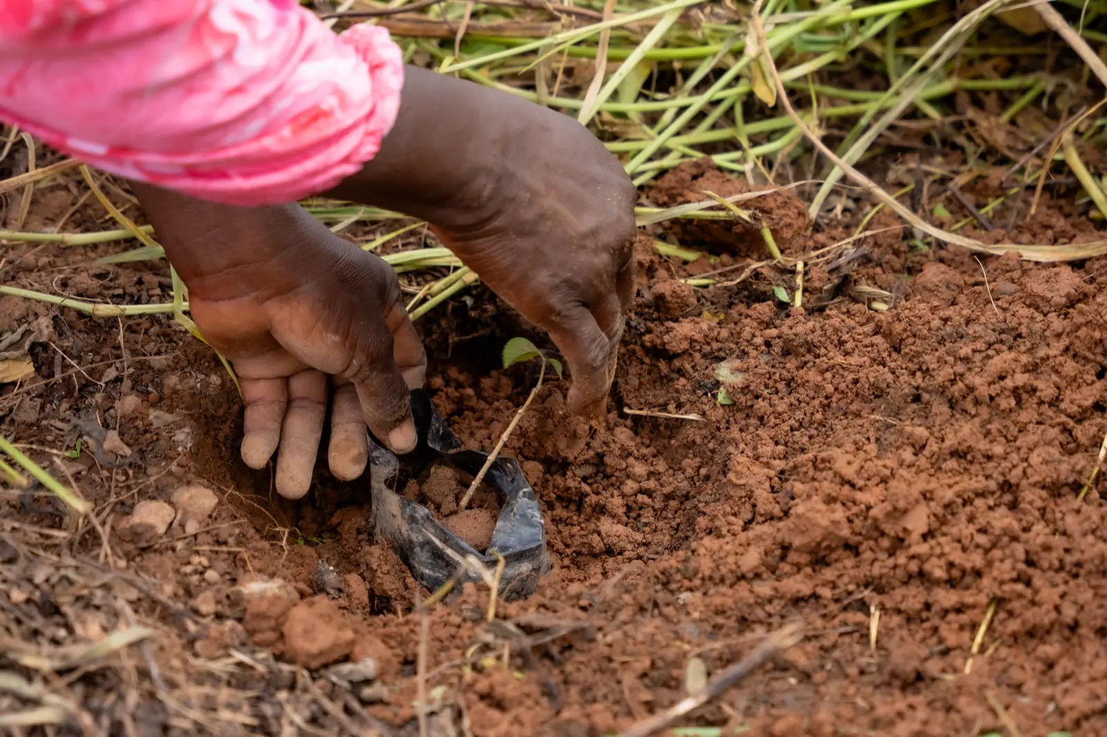 A hand pressing a seedling into red soil