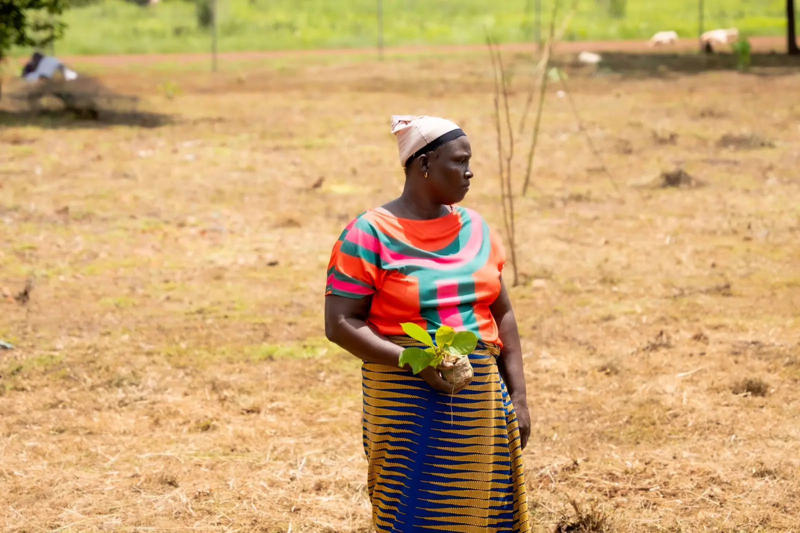 A woman holding a seedling in the field