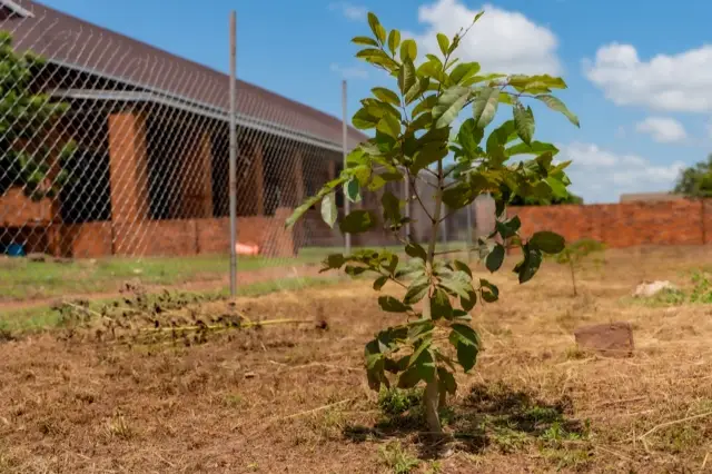 A young tree by the brick hall